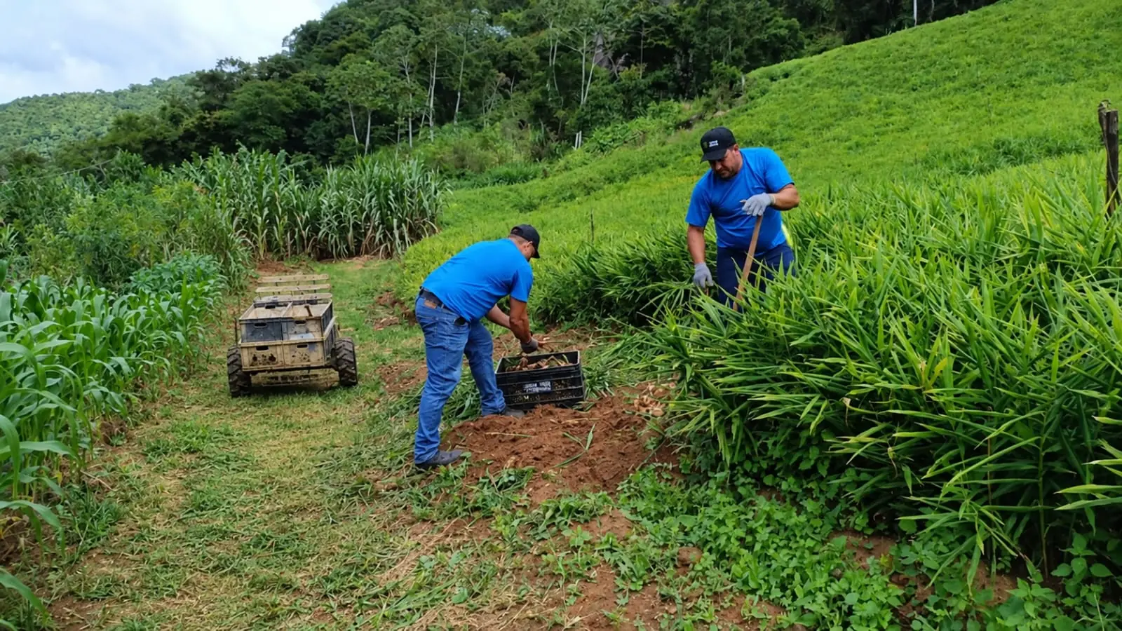 Equipe da Agroplantec colhendo gengibre nas encostas de Santa Maria de Jetibá