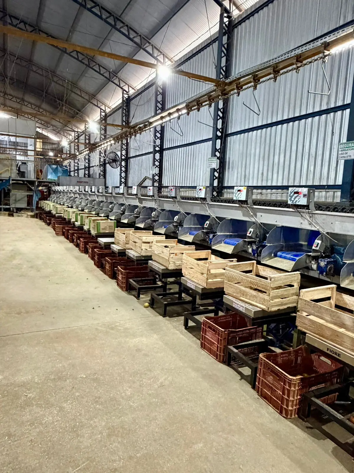 Estrutura da máquina de lavagem de tomates no packing house da Agroplantec